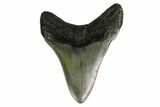 Fossil Megalodon Tooth - North Carolina #146990-2